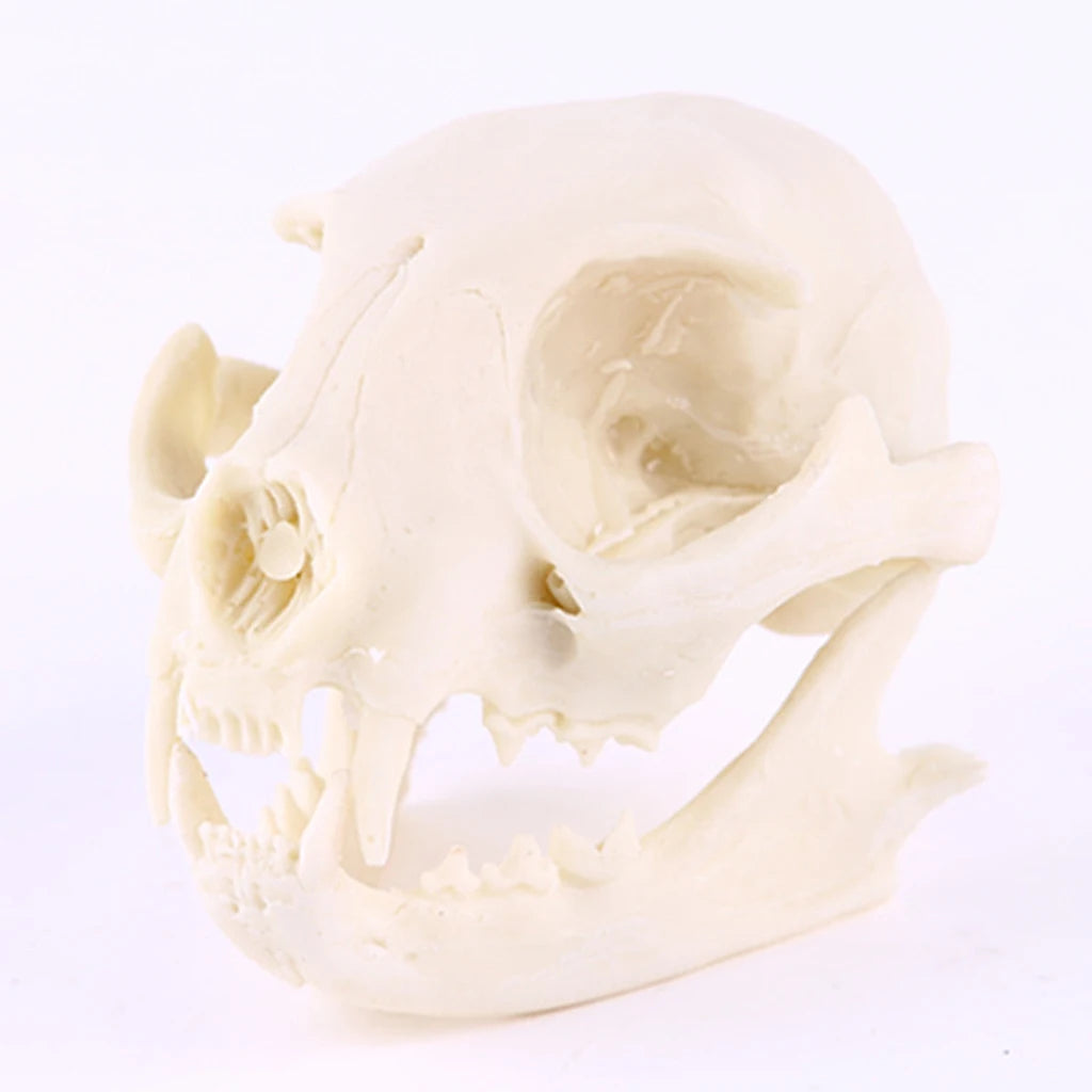 Realistic Cat Skull Resin Replica Teaching Skeleton Model Aquarium Halloween Props Horrible Supplies Home Decora