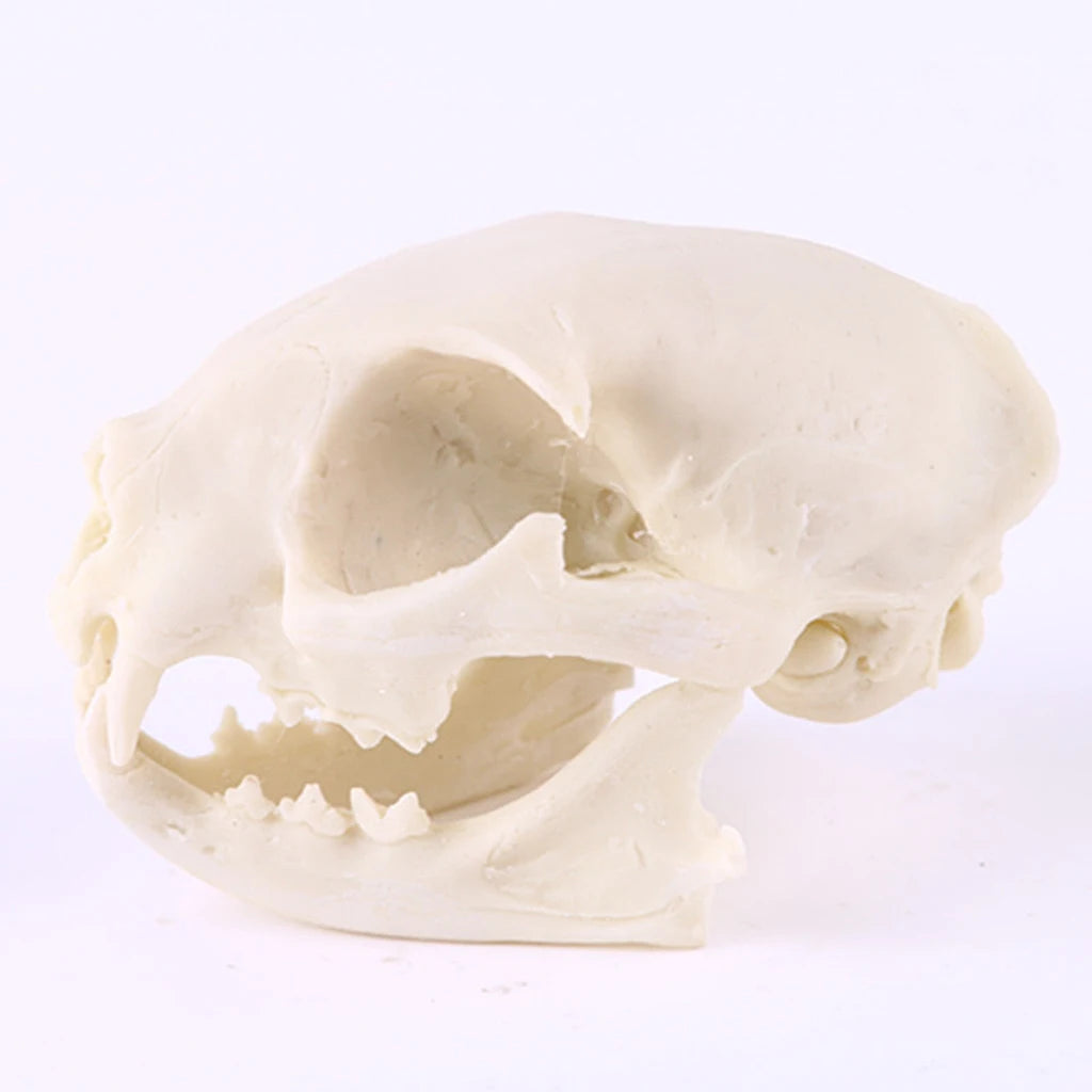 Realistic Cat Skull Resin Replica Teaching Skeleton Model Aquarium Halloween Props Horrible Supplies Home Decora