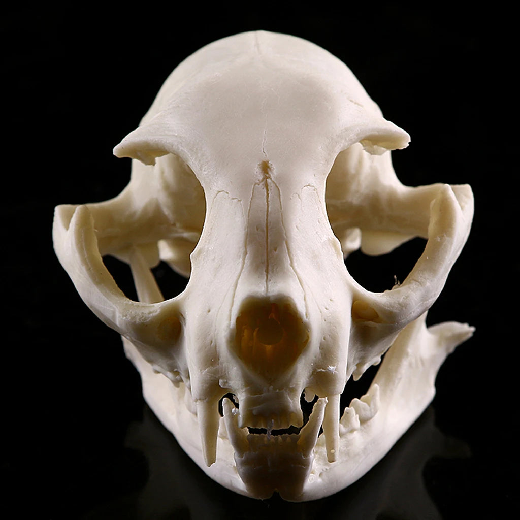 Realistic Cat Skull Resin Replica Teaching Skeleton Model Aquarium Halloween Props Horrible Supplies Home Decora